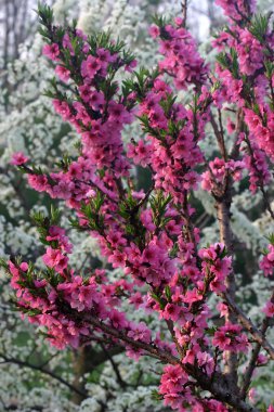 bir cüce şeftali ağacı pembe çiçekler