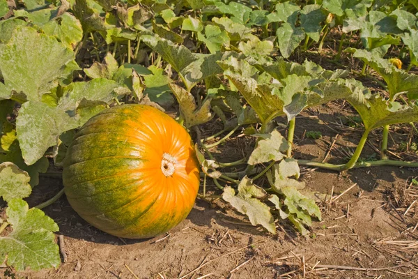Partially ripe pumpkin in a patch — Stock Photo, Image
