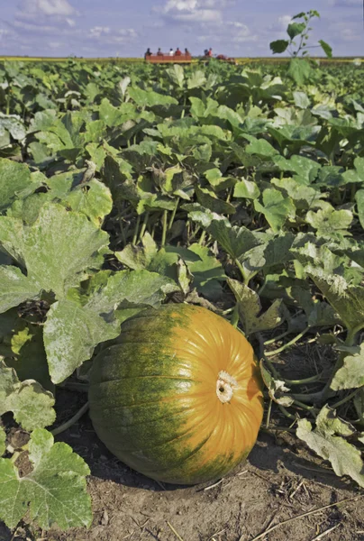 Pumpkin in a patch with hayride — Stock Photo, Image