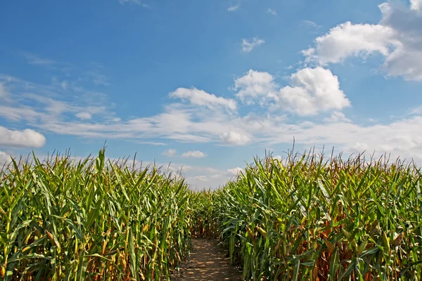 Cesta přes kukuřičné pole s modrou oblohou — Stock fotografie