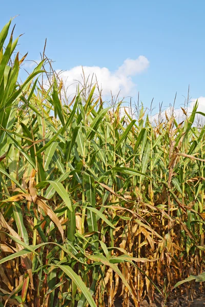 Стебли кукурузы против голубого неба вертикали — стоковое фото