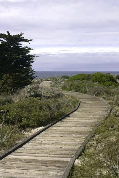 Promenade und Monterey Cypress — Stockfoto