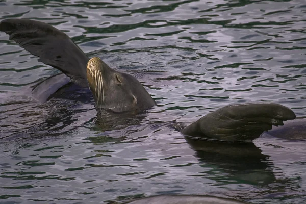캘리포니아 바다 사자 — 스톡 사진