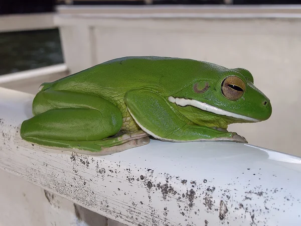 澳大利亚绿树蛙 — 图库照片