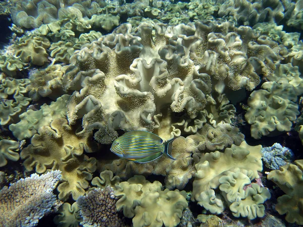 Prokládané surgeonfish a obrovské korály — Stock fotografie
