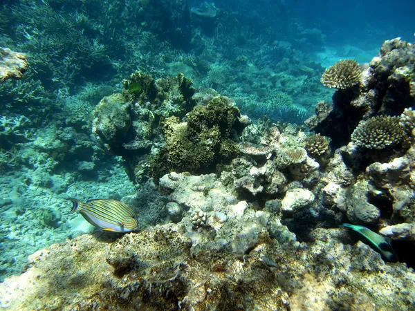 Gestreifte Doktorfische und Korallen — Stockfoto