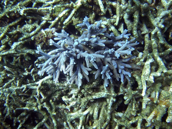 Живые и мертвые кораллы — стоковое фото