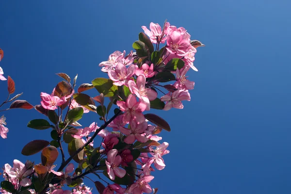 stock image Pink flowers of a crabapple