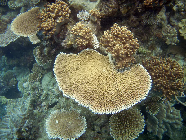 Жесткие кораллы на Большом Барьерном рифе — стоковое фото