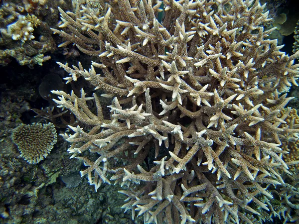 Coralli duri marroni e bianchi — Foto Stock