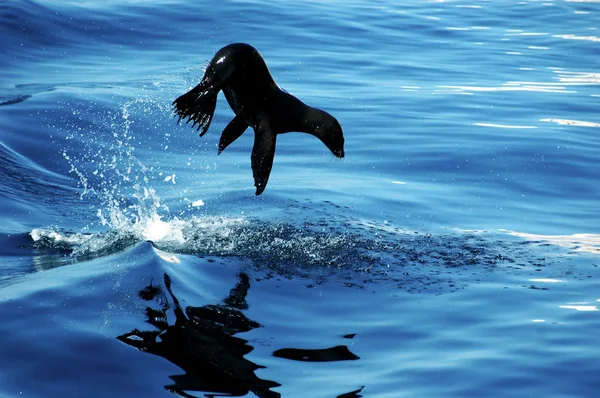 Hotel Sea lion skok — Zdjęcie stockowe
