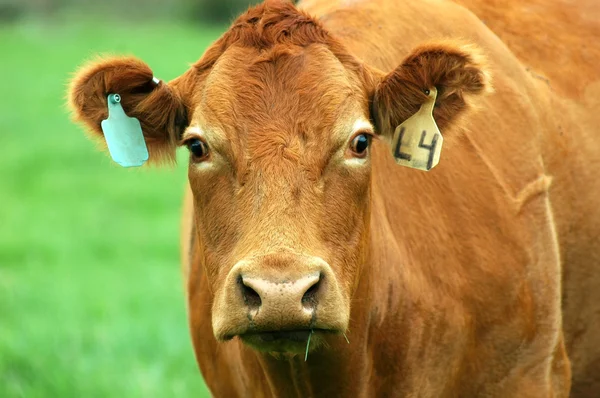 Porträtt av brun ko med två öronmärken Stockbild