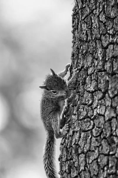 Wiewiórka na drzewo B&W — Zdjęcie stockowe