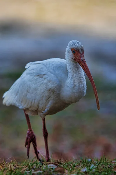 Vit fågel ibis? — Stockfoto