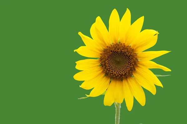 Yeşil arka plan ayçiçeği — Stok fotoğraf