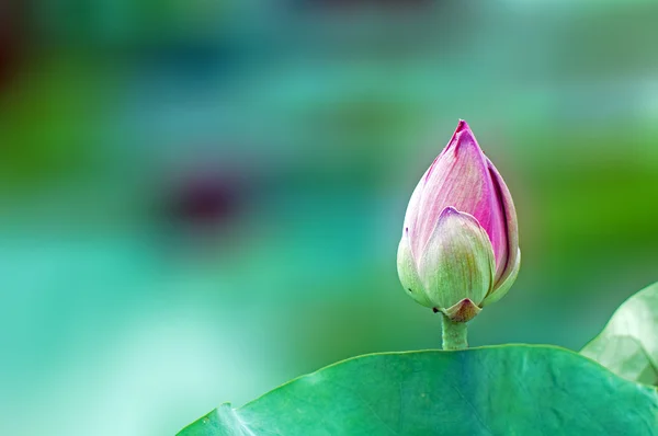 stock image Bud of Lotus , background