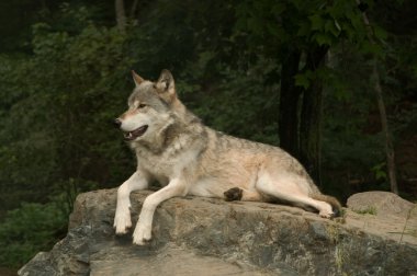 Growling great plains wolf clipart