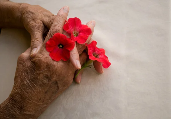 Gevouwen handen met bloem — Stockfoto