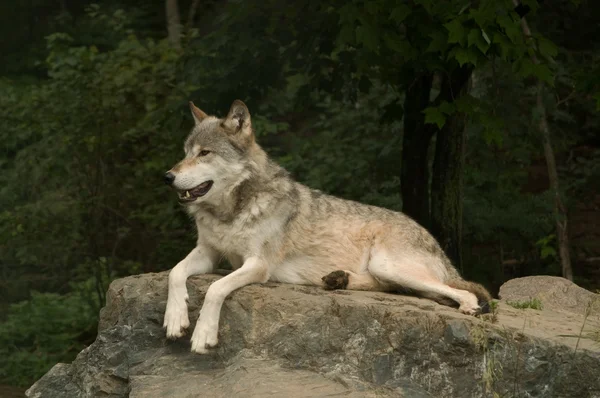 Рычащий волк с равнины — стоковое фото