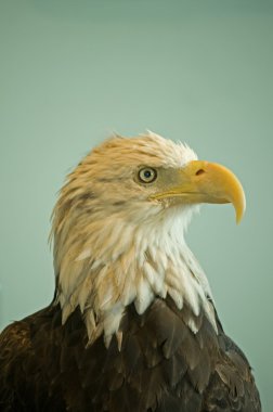 Bald eagle h&S side clipart