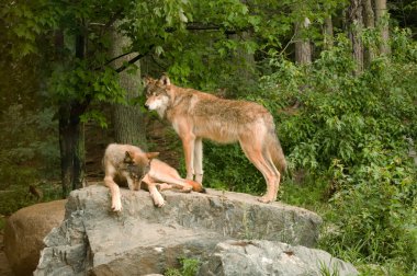 Two rocky mountain wolves on rock clipart