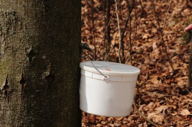 Catching maple sap 2 clipart