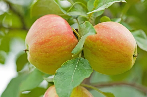 stock image Honeycrisp duo