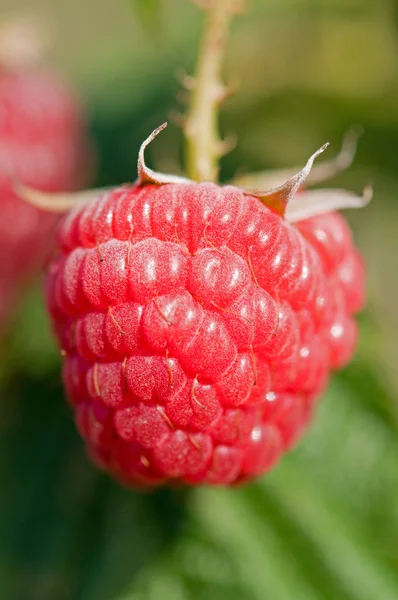 stock image Single raspberry