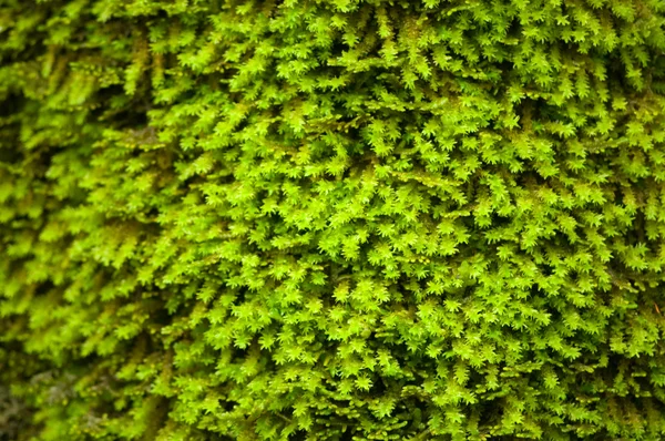 stock image Green moss closeup