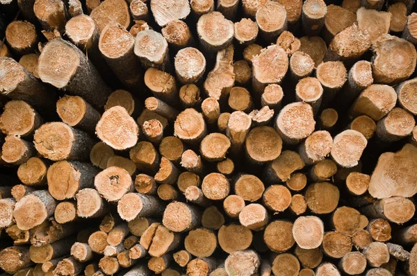 Montón de troncos — Foto de Stock