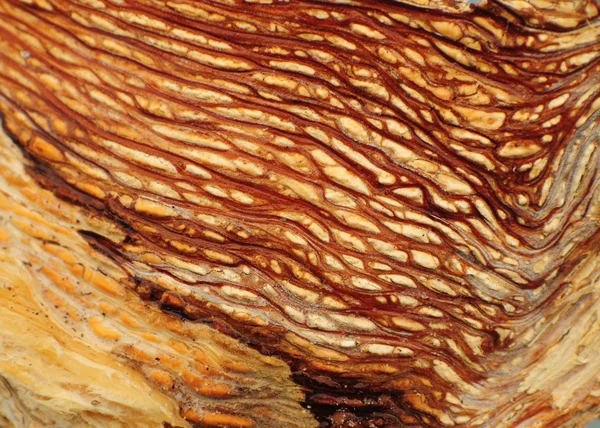 Worm wood closeup — Stock Photo, Image