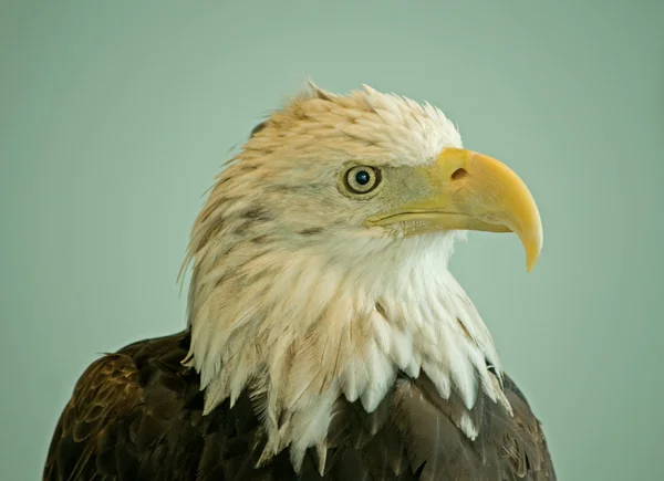 Angry eagle — Stock Photo, Image