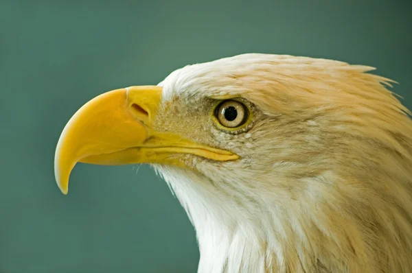 Bald eagle close-up — Stock Photo, Image