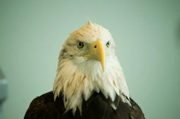 Bald eagle head and sholders front — Stock Photo, Image