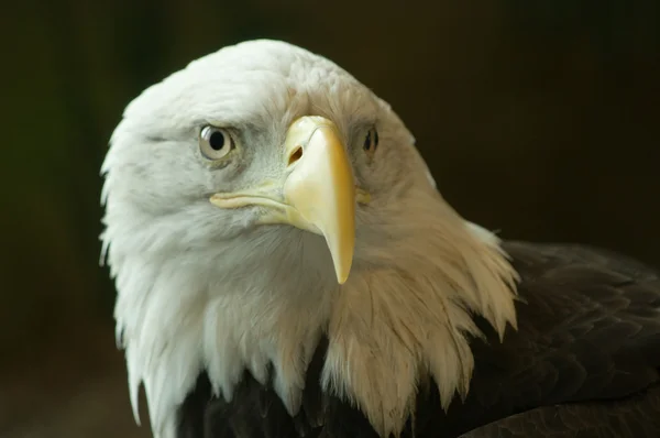 Bald eagle on black — Stock Photo, Image