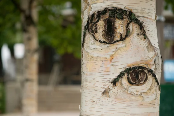 The trees have eyes horizontal — Stock Photo, Image