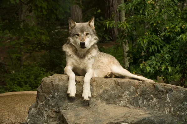 Lobo das grandes planícies na rocha — Fotografia de Stock