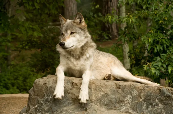Czujny wilk leśny — Zdjęcie stockowe