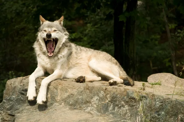 Ziewanie wilk — Zdjęcie stockowe