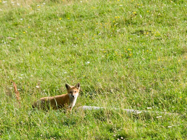 Fox in field by log — Stock Photo, Image