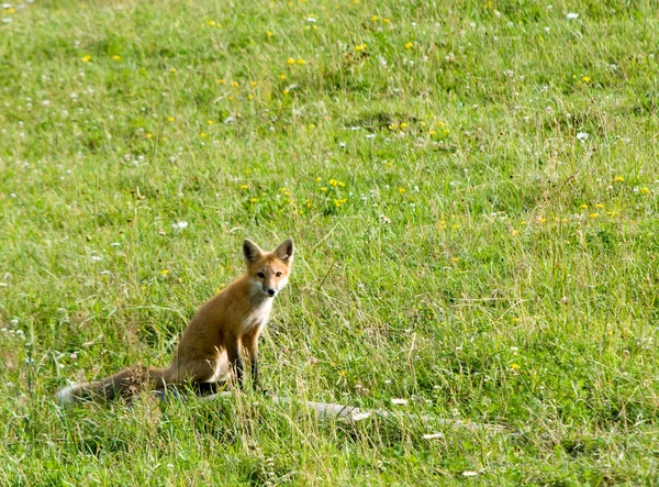 Sitting fox — Stock Photo, Image
