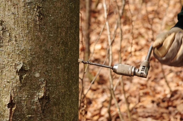 stock image Drill maple tree