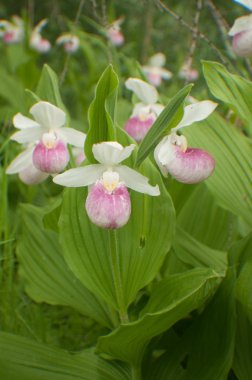 Lady slipper cluster clipart