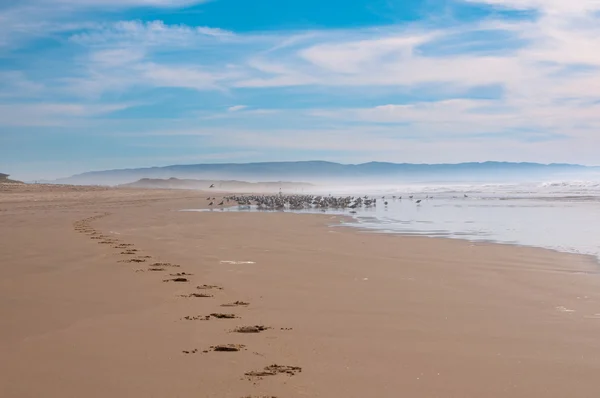 Pferdeabdrücke im Sand — Stockfoto