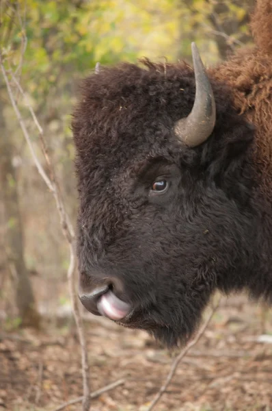 Buffel tunga — Stockfoto