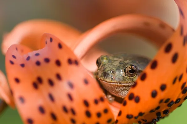 Frog eye macro — Stock Photo, Image