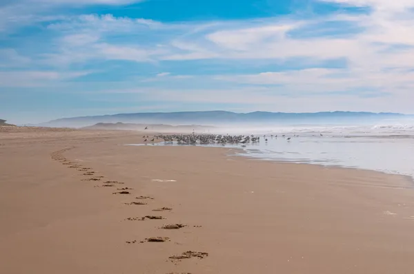 Pferdeabdrücke im Sand lizenzfreie Stockbilder