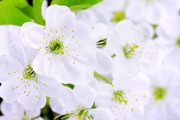 Close-up of Cherry blossoms — Stock Photo, Image