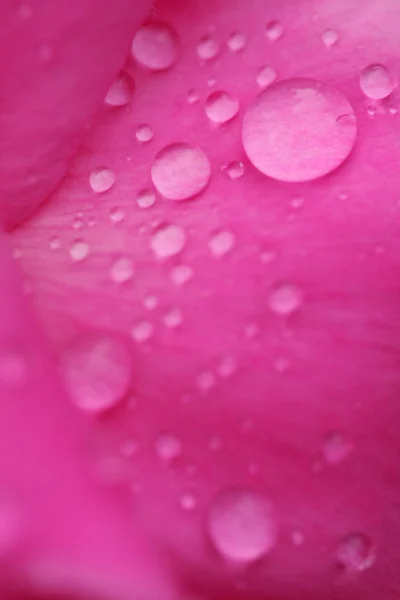 Water drops on peony petals — Stock Photo, Image