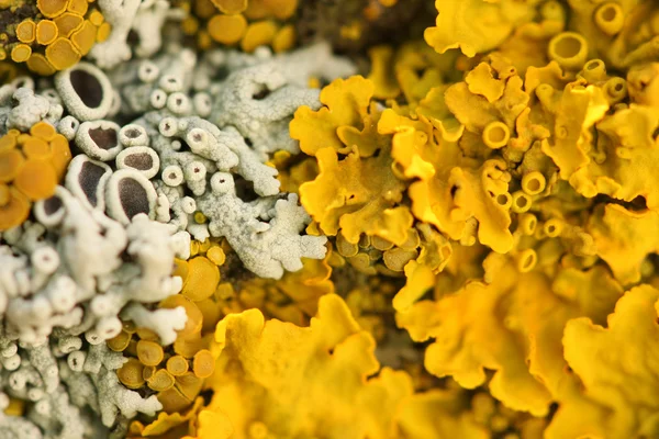 Close view of lichens — Stock Photo, Image